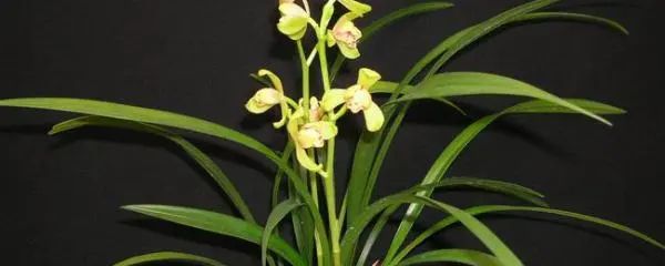 蘭花夏季室內怎么養(yǎng)